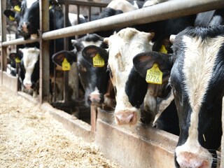 Type de propriété : Ferme Geesteren Environnement 31