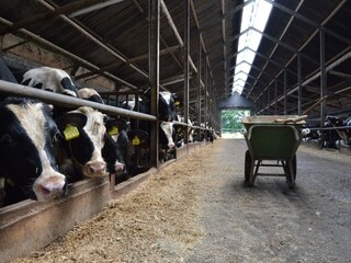 Type de propriété : Ferme Geesteren Environnement 18