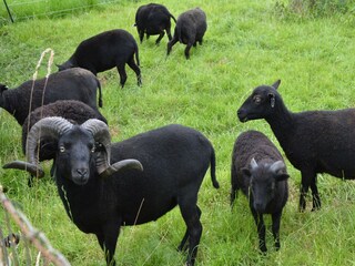 Maison de vacances Holten Environnement 19