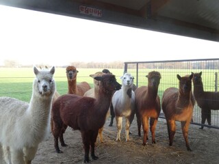 Maison de vacances Holten Environnement 31