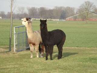 Vakantiehuis Holten Omgeving 20