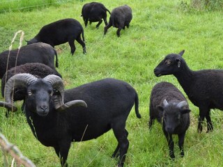 Holiday house Holten Environment 26