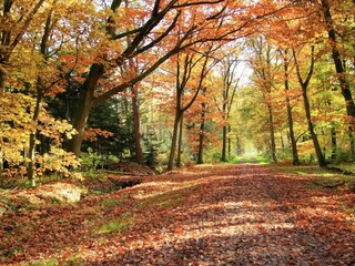 Maison de vacances Holten Environnement 37