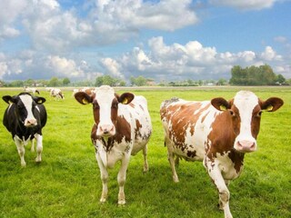 Holiday house Holten Environment 31