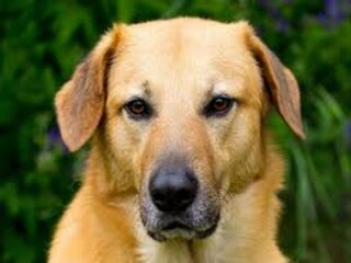 Maison de vacances Ootmarsum  39