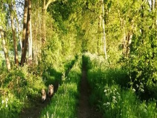 Vakantiehuis Ootmarsum Omgeving 22