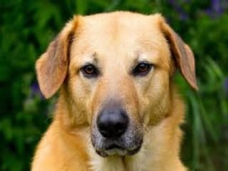 Maison de vacances Ootmarsum  37