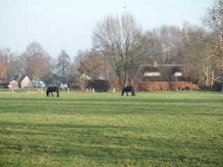 Ferienhaus Den Ham Umgebung 33