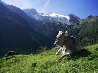 Appartement Aschau im Zillertal Environnement 38