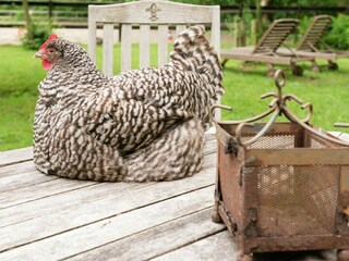 Type de propriété : Ferme Linde  32