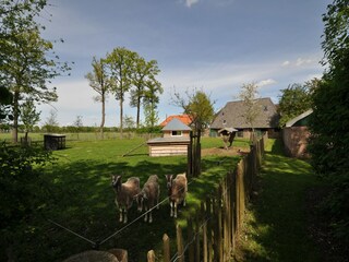 Type de propriété : Ferme Nieuwleusen Enregistrement extérieur 1