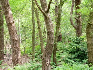 Vakantiehuis Ommen Omgeving 29