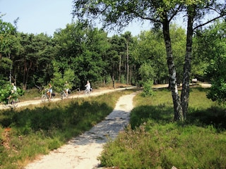 Chalet Rheezerveen Omgeving 36