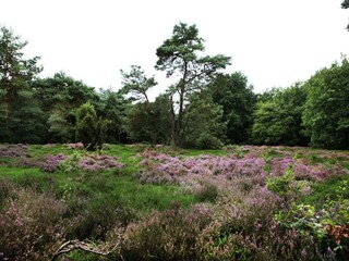 Vakantiehuis Linde Omgeving 38