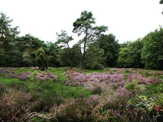 Vakantiehuis Linde Omgeving 38