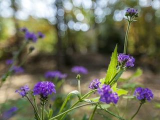 Ferienhaus Nunspeet  38