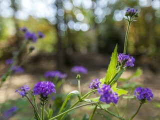 Vakantiehuis Nunspeet  38