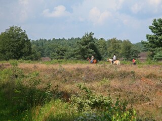Vakantiehuis Nunspeet Omgeving 28