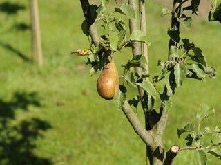 Holiday house Schalkhaar Outdoor Recording 10