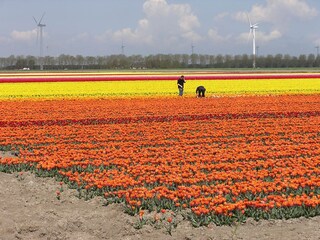 Villa Biddinghuizen Environnement 26