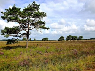 Vakantiehuisje De Bult Omgeving 35