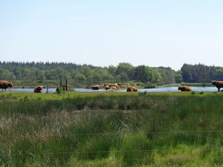 Bauernhof Appelscha Umgebung 19