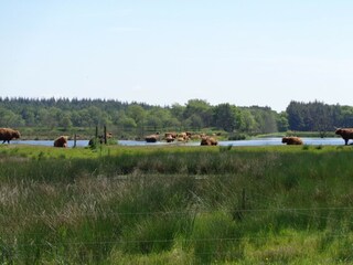 Boerderij Appelscha Omgeving 20