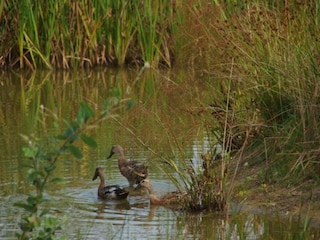 Farmhouse Appelscha Environment 31