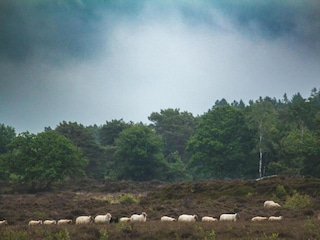 Farmhouse Appelscha Environment 20