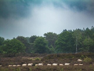 Type de propriété : Ferme Donkerbroek Environnement 26
