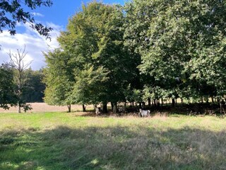 Casa de vacaciones Oudemirdum Entorno 20