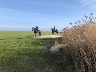 Vakantiehuis Warns Omgeving 35