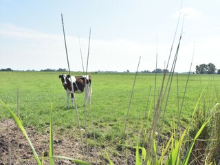 Boerderij Arum Buitenaudio-opname 10