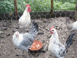 Casa de vacaciones Easterein Grabación al aire libre 5