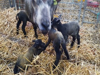 Maison de vacances Easterein Environnement 31