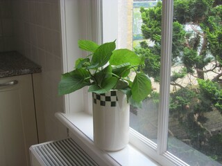 Casa per le vacanze Harlingen  38