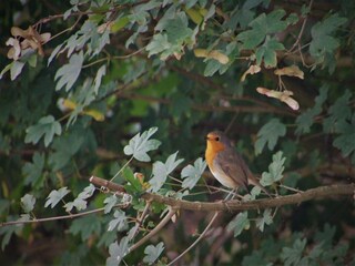 Maison de vacances Nes  39