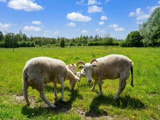 Ferienhaus Drijber Außenaufnahme 9
