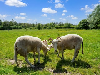 Maison de vacances Drijber Enregistrement extérieur 6