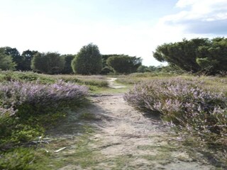 Vakantiehuis Drijber Omgeving 32