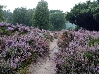 Vakantiehuis Drijber Omgeving 40