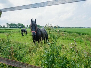 Appartement Engwierum Omgeving 33