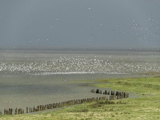 Casa de vacaciones Oostmahorn Entorno 15