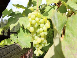 Type de propriété : Ferme Hopfgarten im Brixental  36