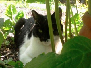 Apartamento Vordernberg Grabación al aire libre 1