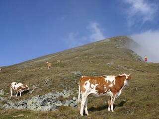 Maison de vacances Niederwölz Environnement 40