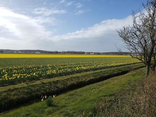 Vakantiehuis Noordwijk Omgeving 35