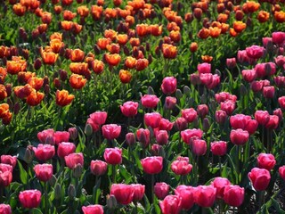 Casa de vacaciones Noordwijk Entorno 34