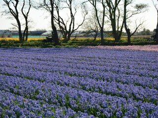 Vakantiehuis Noordwijk Omgeving 36