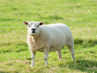 Casa de vacaciones Hippolytushoef  39